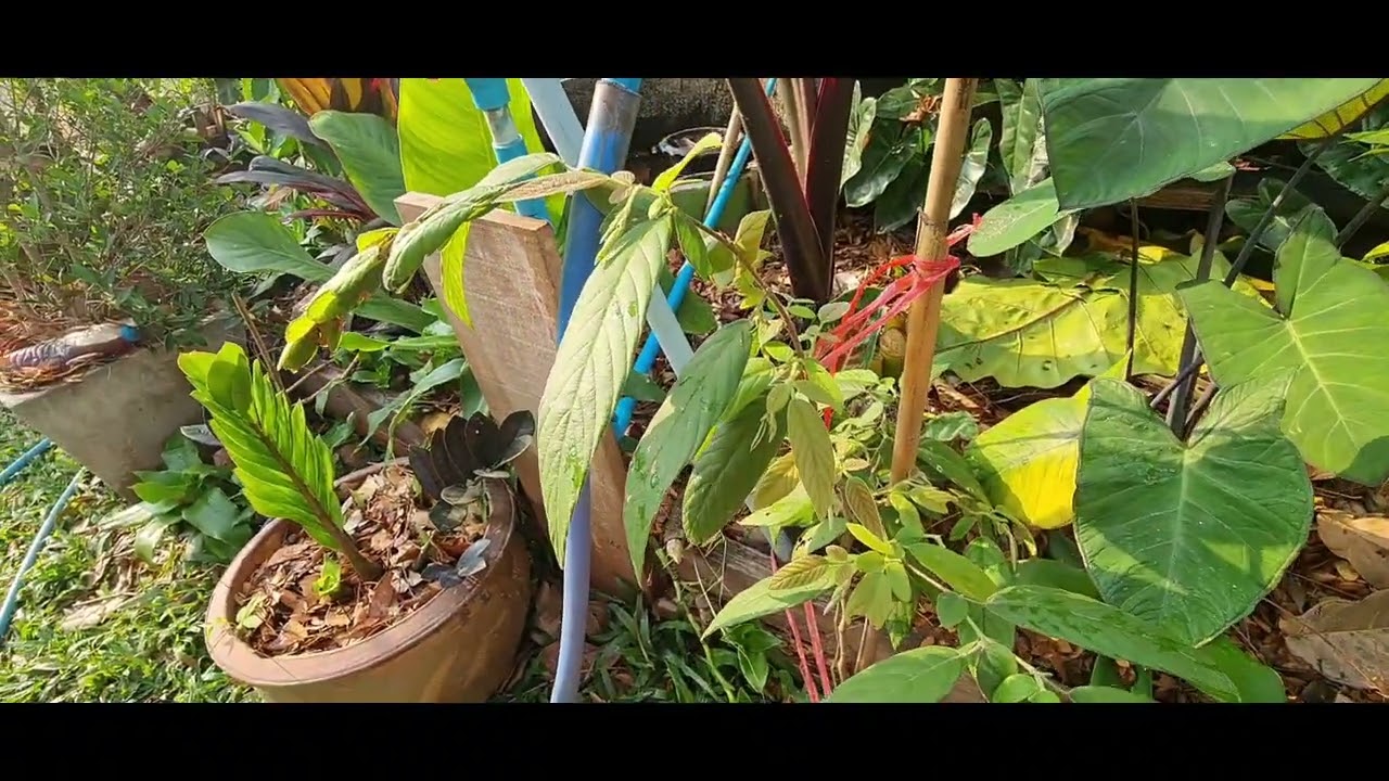 ลานหน้ากุฎิ ปัจจุบัน วัดป่าเทพประทานธรรม 