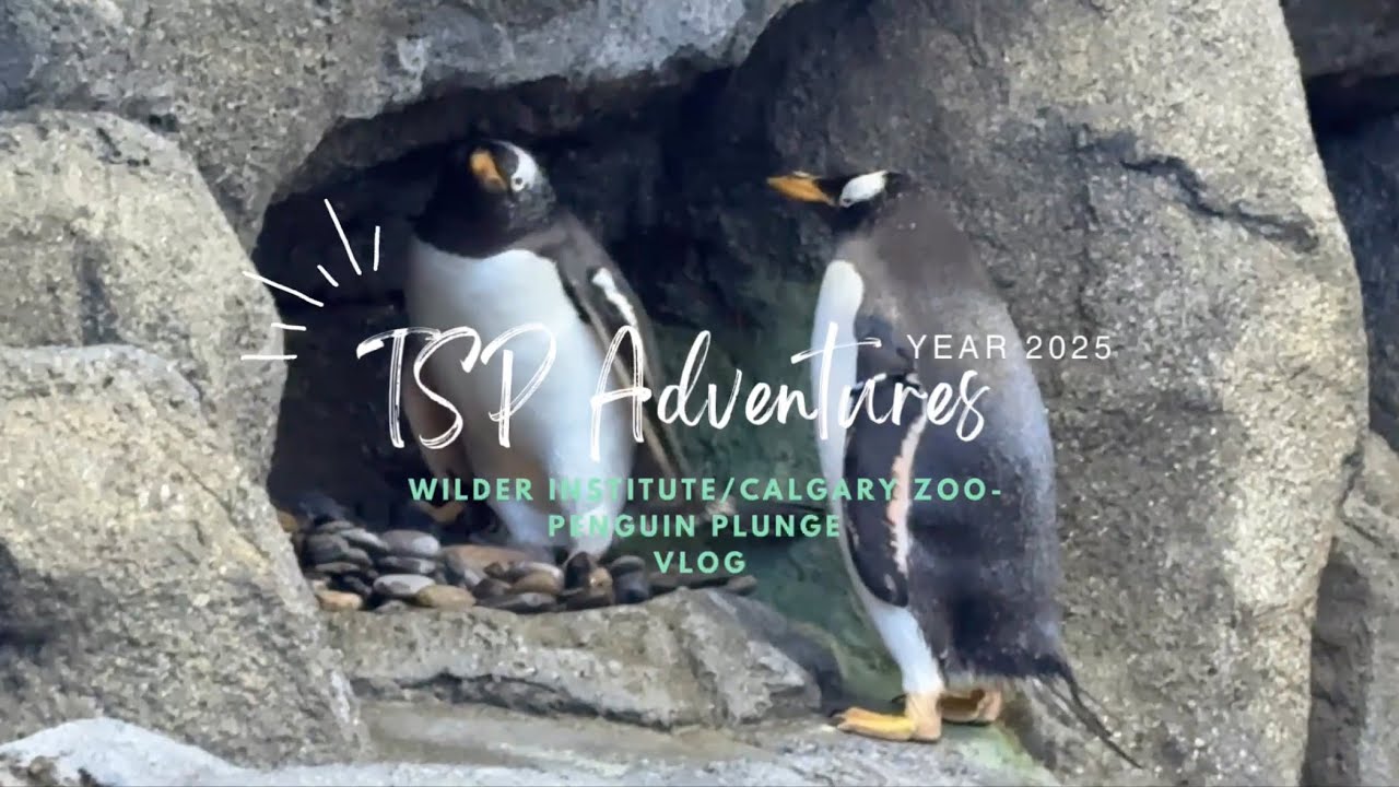 PENGUIN PLUNGE - Calgary Zoo | TSP Adventures 2025