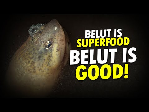 Video: Ikan siakap terbesar di dunia. Bolehkah trofi itu ditemui sekarang?