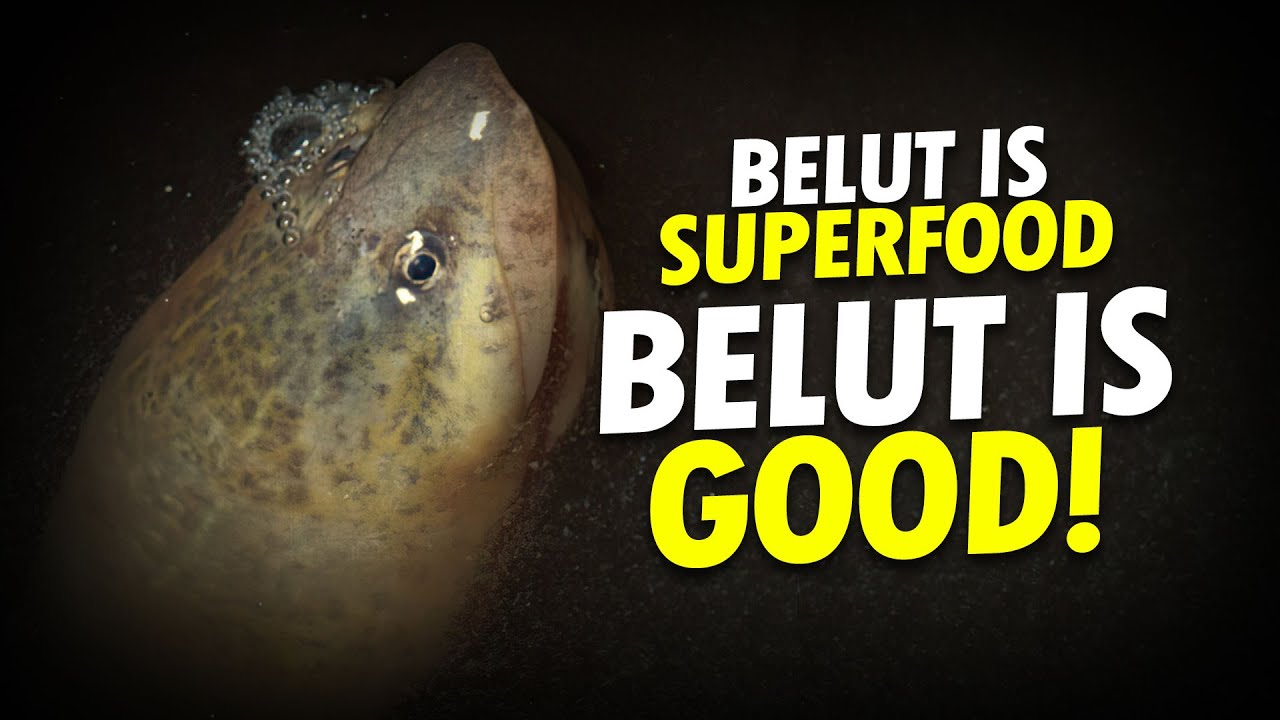 Gelut Belut Menghadapi Kemelut 