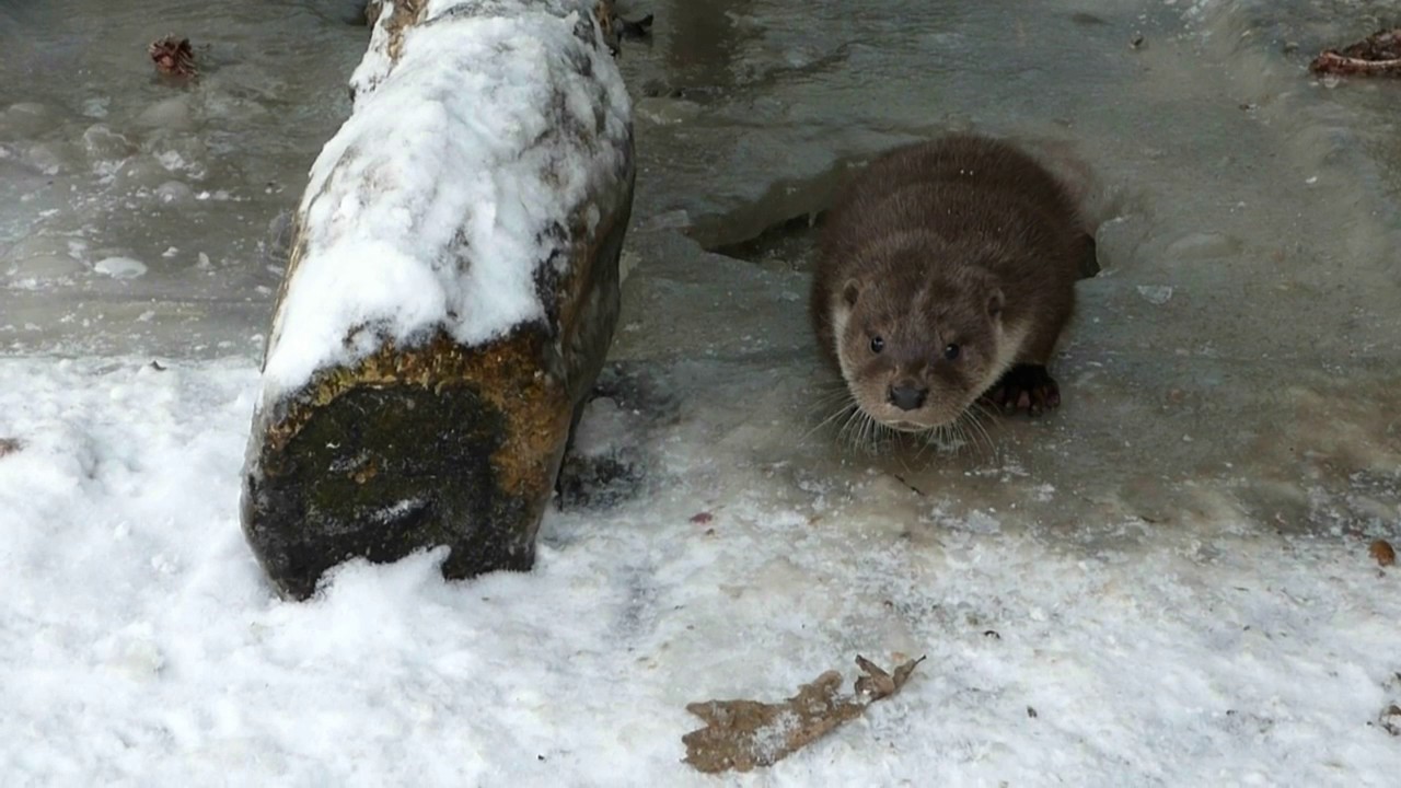 conservation of energy formula La copca înghețată