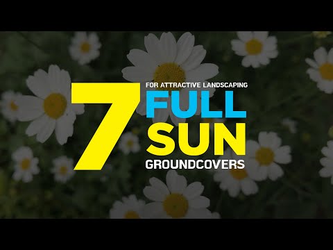 આકર્ષક લેન્ડસ્કેપિંગ માટે 7 સંપૂર્ણ સૂર્ય-પ્રેમાળ ગ્રાઉન્ડ કવર પ્લાન્ટ્સ