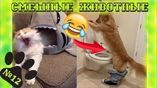 😻Смешные КОТЫ и СОБАКИ 🐶/ ПРИКОЛЫ 2020 / Смешные и забавные животные &  Funny Animals(#12)👍