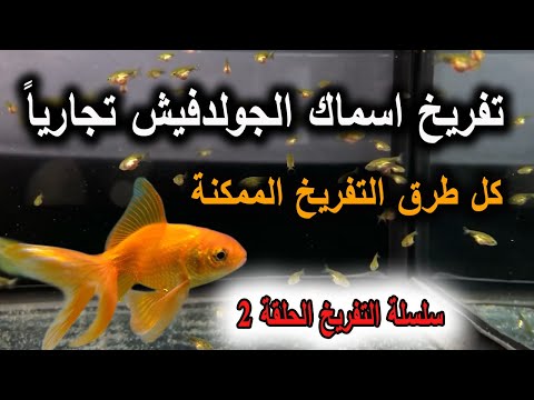 فيديو: هل يمكن أن تعيش shubunkins مع السمكة الذهبية؟