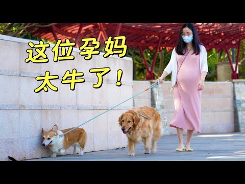 孕妈还能遛两条狗？这是女超人吧！