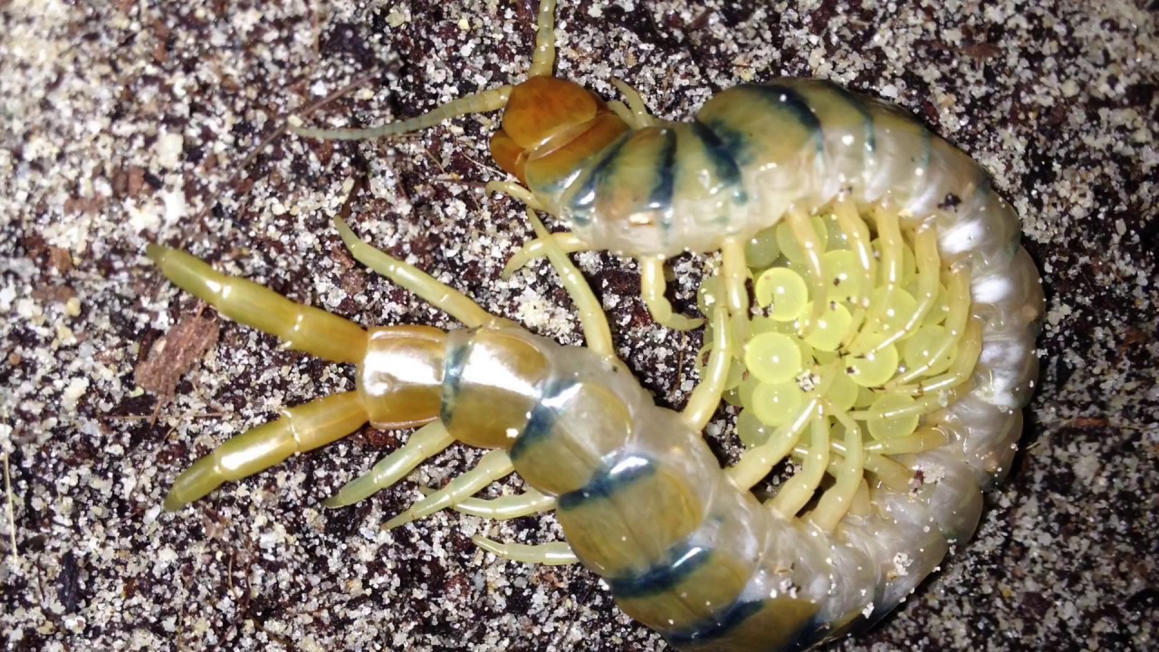 You Guys Myriapod Collections Arachnoboards