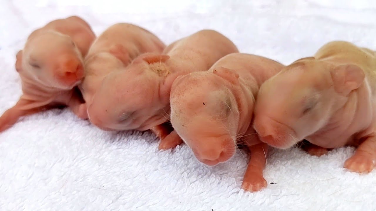 Rabbit Growth || Baby Rabbits 1 Day To 14 Days Old - YouTube