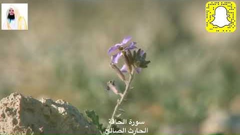 يومئذ تعرضون لا تخفى منكم خافية .. تلاوة مؤثرة للقارئ الحارث الصالح وفقه الله من صلاة العشاء ١٤٤٠هـ