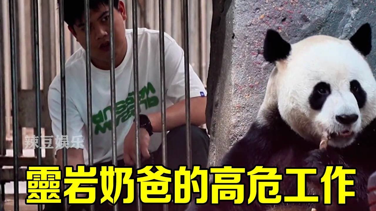 最安全的熊貓飼養工作，硬是被靈岩奶爸幹成了高危險職業，靈岩真的是人來瘋太能整活了！【辣豆娱乐】