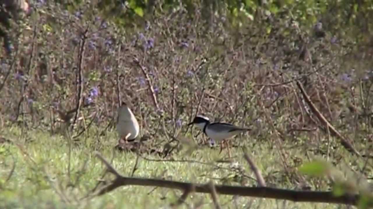Pied Lapwing - Vanellus cayanus