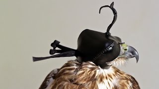 How to Make the Gerrish 3-4-5 Falconry Hood