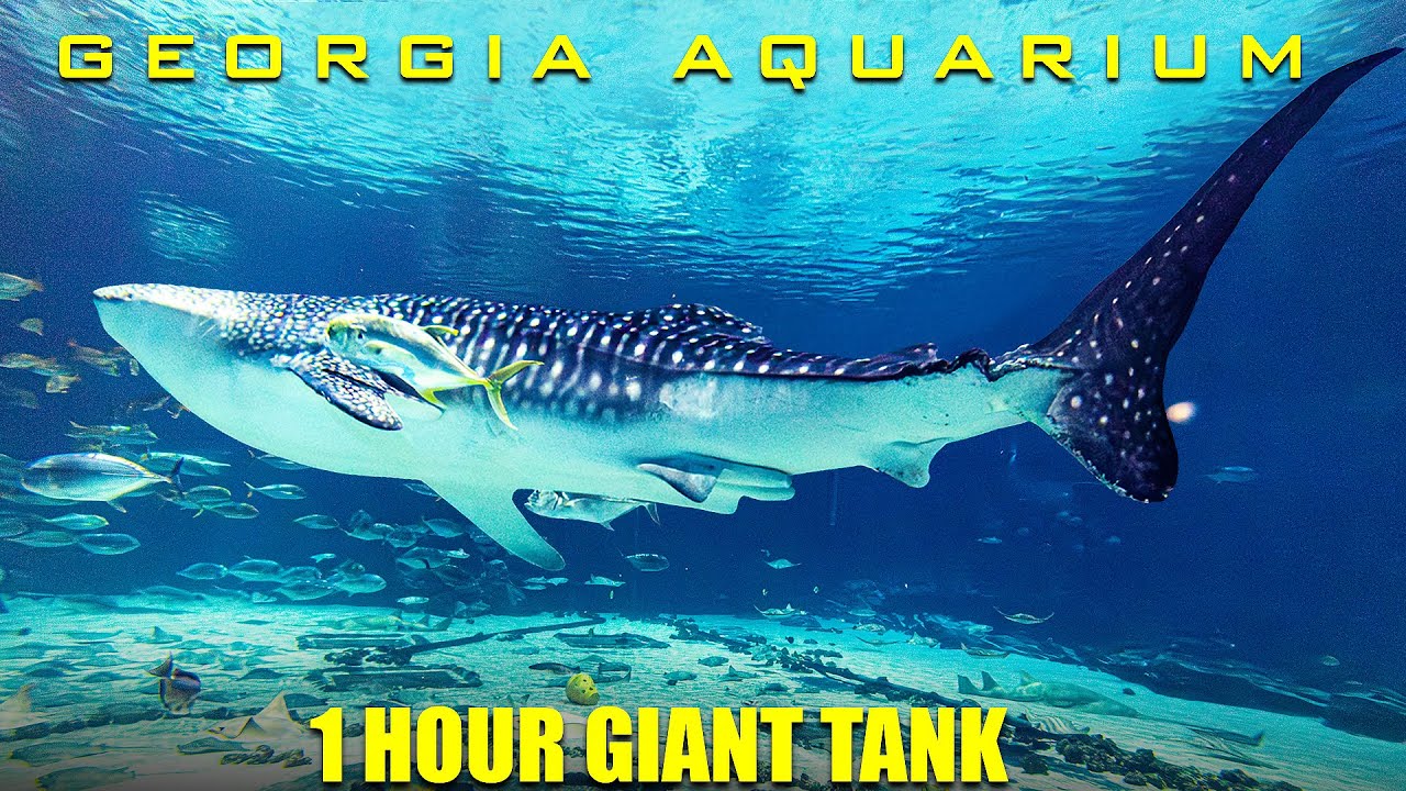 1 hour Georgia Aquarium Giant Tank - No Loop - Ultra Relaxing Fish Swimming - whale shark manta rays