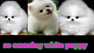 so amazing White puppy//so sweet and lovely White puppy//so nice and cute puppy//beautiful video//