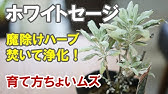 ハーブの乾燥方法５選 天日干しや室内乾燥 電子レンジやオーブン マル秘方法を紹介 Youtube