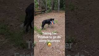 Taking her Frisbee to a place she shouldn't  #bordercollie #dog #shortsvideo sho