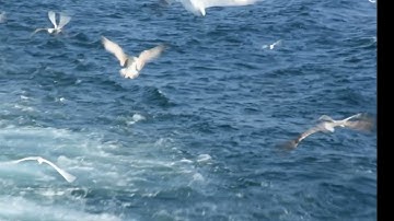 ترتيل سورة طه وسورة الأنبياء - القارئ أبو رضوان خوالد