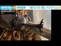 “激レア”カブトムシ!?検索も「哀川さんだけ・・・」(2021年8月16日)