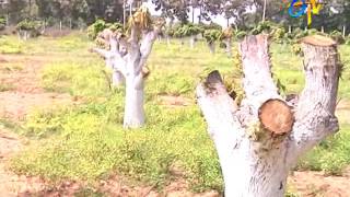 Rejuvenation technique in Mango old orchards