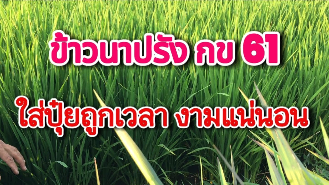 เทคนิคการหว่านข้าว🌾 ใส่ปุ๋ย ข้าวนาปรัง กข 61