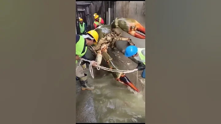 big octopus 🦑😧 #fishing #shorts