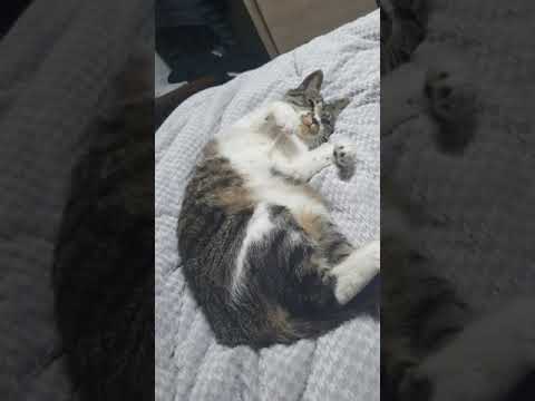 속박당한 고양이