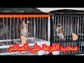 سحب القرعة للفوز بطائرين الحسون وطائر الحداد على المباشر يوم الثلاثاء 03 02 2026 مبروك للفائزين 