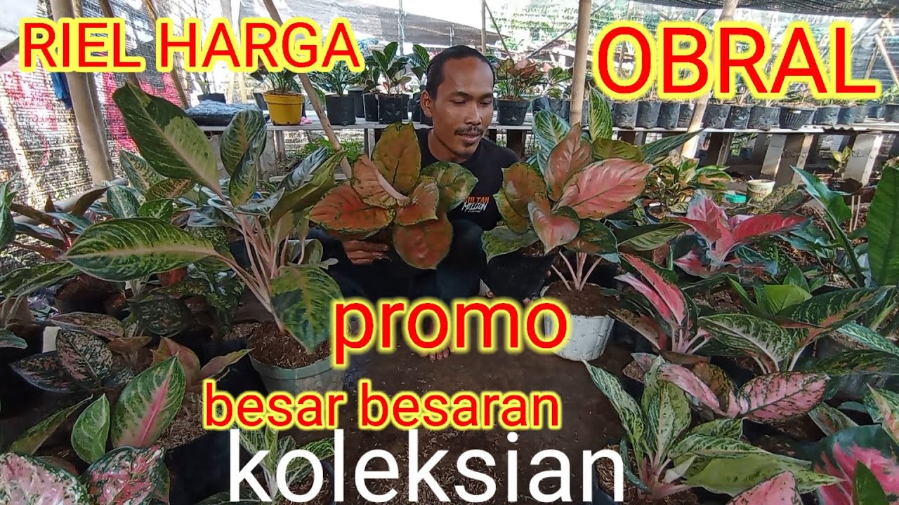 RIEL Aglonema di Obral harga. koleksian promo mau lebaran besar besaran