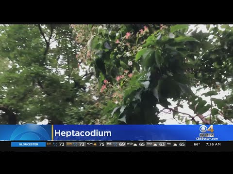 Video: Heptacodium Seven Son Care: Tips til dyrkning af Seven Son Trees