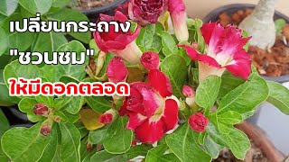 เปลี่ยนกระถาง#ชวนชม ให้มีดอกตลอด ไม่ชะงัก ไม่โทรม