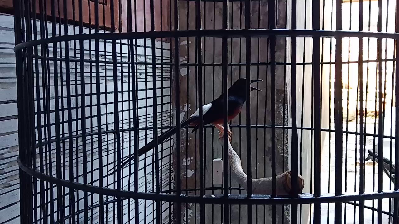 Murai Ekor Panjang daun ekor lebar keren 