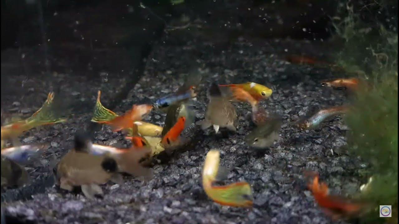 Algae Wafers BottomFeeders Plecos, Catfish, Oscar, Platies, Guppies
