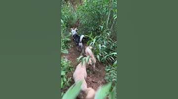 Sống trong rừng với chó và rái cá dạo chơi khắp nơi