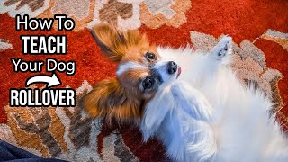 How to Teach Your Dog To ROLLOVER - In 2 MINUETS // Percy the Papillon Dog by Percy the Papillon 4,038 views 3 years ago 2 minutes, 2 seconds