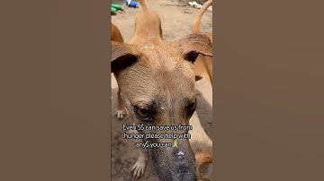 Every little you donate can save us from hunger please help donate any $ for food🙏#rescuedog #dogs