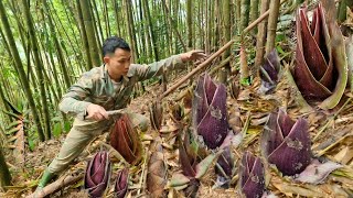 Full video: 30 days into the forest to find super giant bamboo shoots