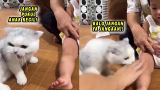 LUCU BANGET.! Kucing Ini Selamatkan Anak Kecil yang Mau Dipukul Emaknya