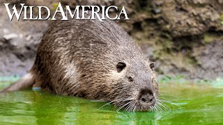 Wild America | S10 E7 Old Man Muskrat | Full Episode HD