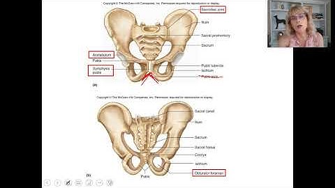 Lab 4 - Part 3 - Bones of the pelvis and leg -