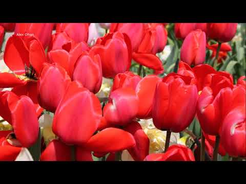 Videó: Red Tulip: A Legkegyetlenebb Kivégzés A Szellemek Között - Alternatív Nézet