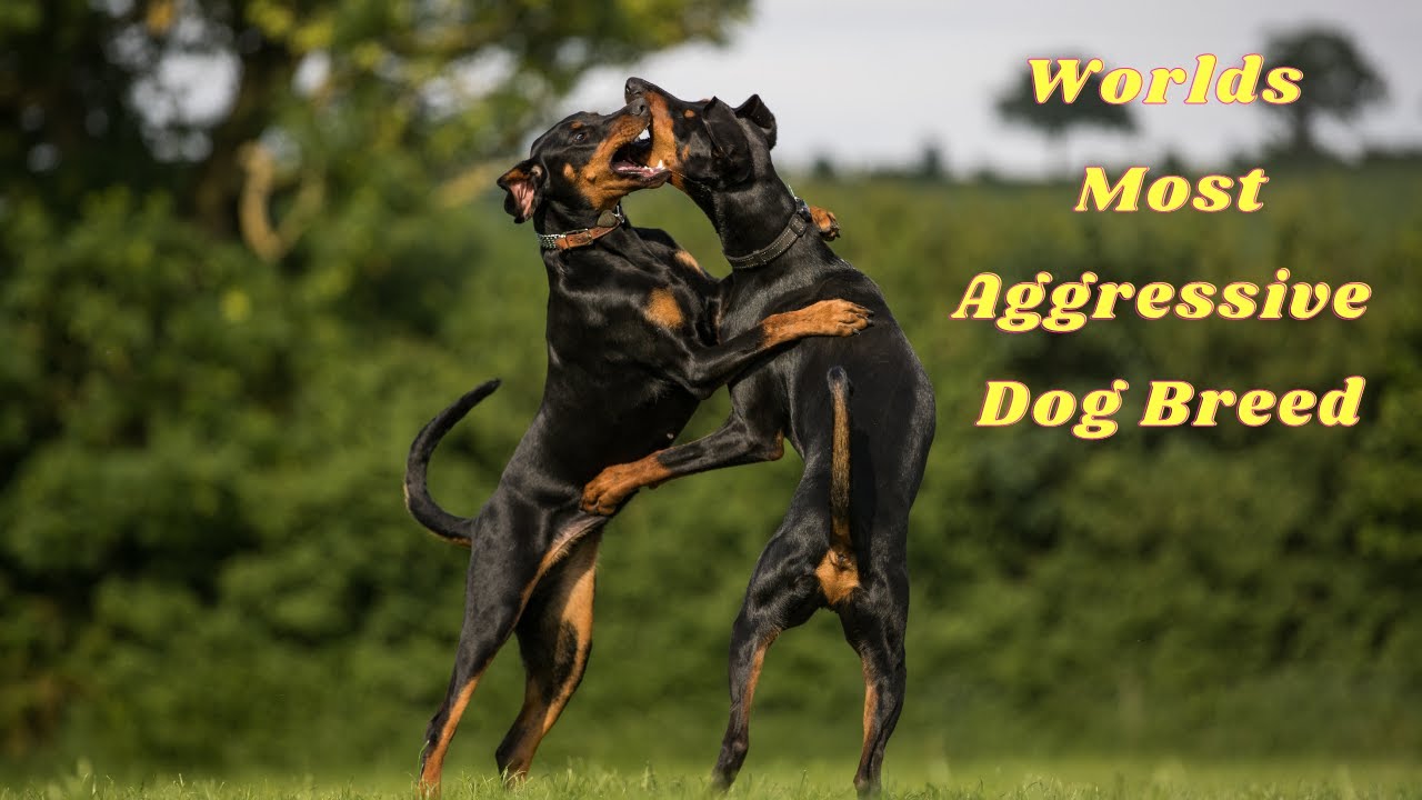 Doberman Pinscher Most Dangerous Dog Doberman Pinscher El perro más
