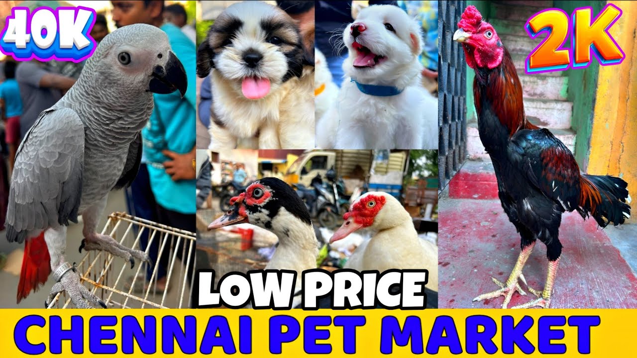Зоомагазин Chennai Broadway Pet Market 🐾 | Цены на щенков, котят и экзотических животных на тамил...