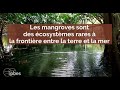 Les mangroves