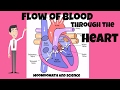 Flow of blood through the Heart