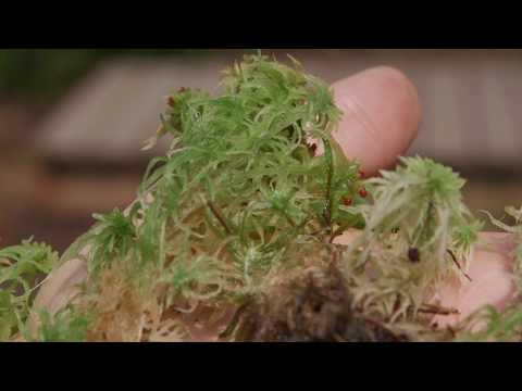 sphagnum moss - Sphagnum spp. Identification and characteristics.