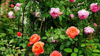 2026 Spring Roses Bloom Weekly: Volume 2 (Only red juice from the balcony and earthly angels rema...