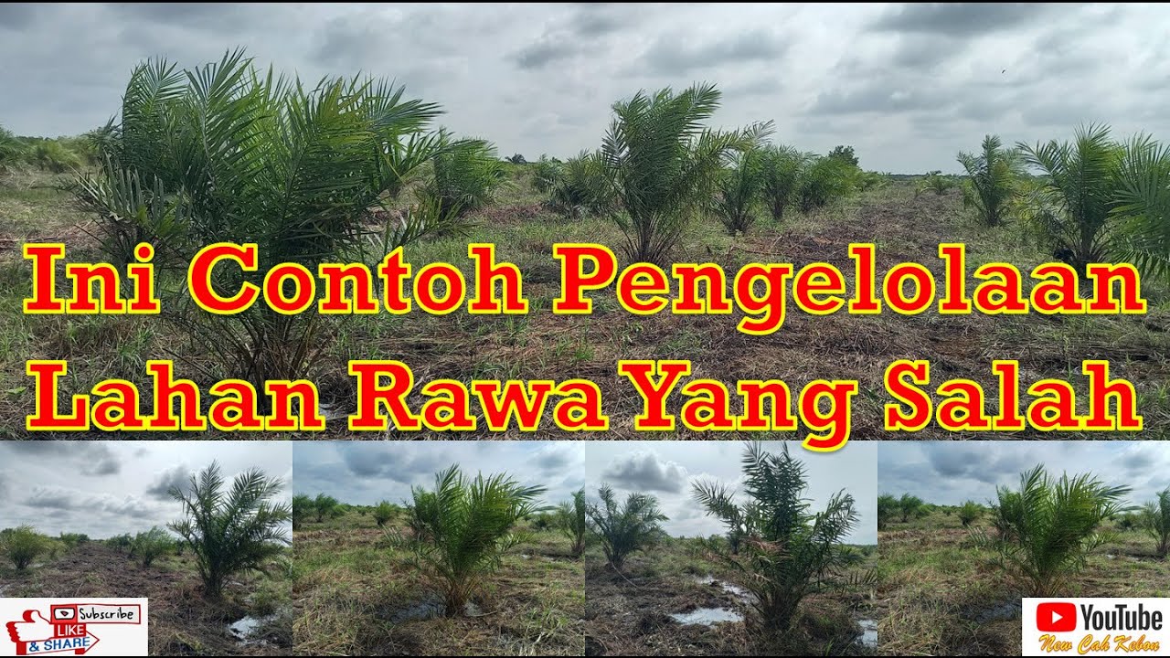 Ini Adalah Dampak Kegagalan Pengelolaan Air Di Lahan Rawa, Semua Areal Jadi Tergenang