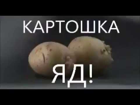 Картошка - яд! Вся правда про картошку. Польза или вред? Здоровье или болезни?
