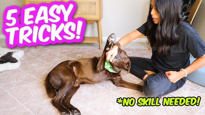 Boredom Busters for Dogs: A Back-to-School Guide to Puzzle Toys — Amanda  Gagnon Dog Training