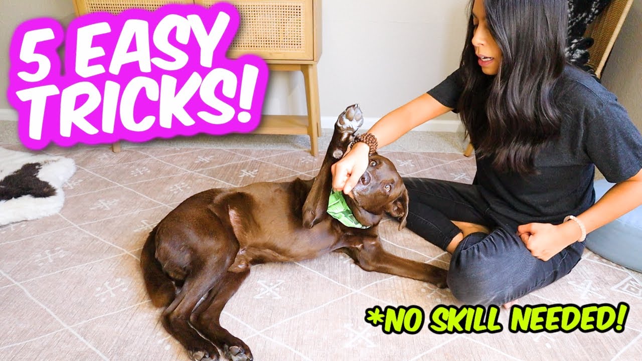 Download 5 COOLEST DOG TRICKS IN 5 MINUTES 🐶 Easily impress your friends 😎