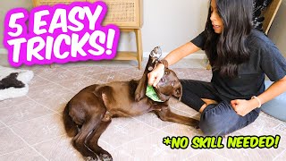 5 COOLEST DOG TRICKS IN 5 MINUTES  Easily impress your friends